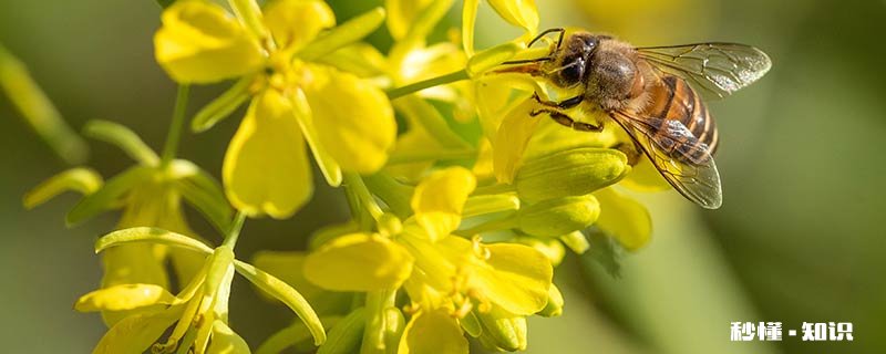 蜜蜂怎样分蜂 蜜蜂怎么分蜂