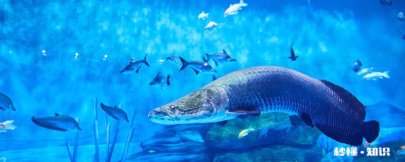 海绵是一种动物吗 海绵是什么动物