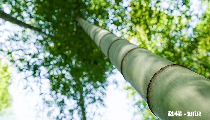 黄精和玉竹的区别是什么 中药玉竹与黄精图片的区别