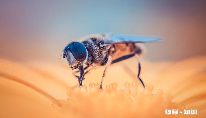 昆虫口器类型 昆虫口器类型的结构特点