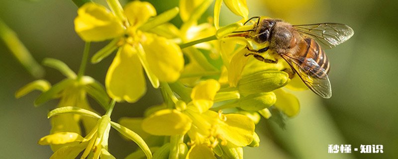 昆虫口器类型 昆虫口器类型的结构特点