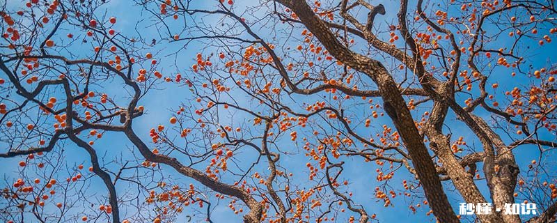 霜降为什么摘柿子 霜降后几天摘柿子