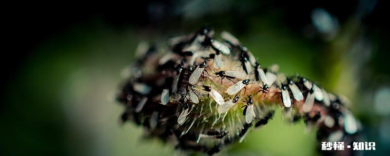 治蚂蚁的小妙招 蚂蚁太多有什么办法可以全灭