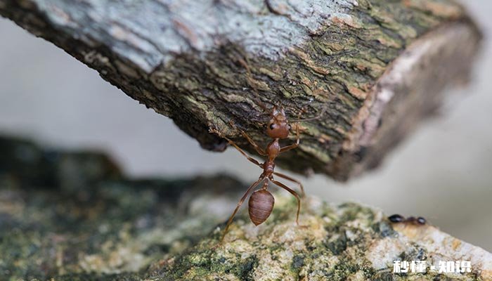 治蚂蚁的小妙招 蚂蚁太多有什么办法可以全灭
