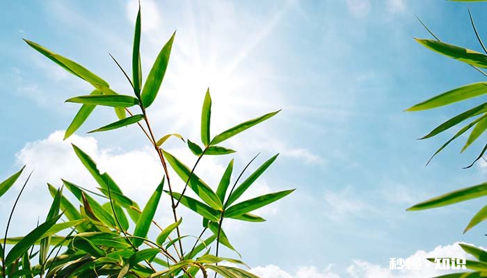 金丝楠竹生长在哪里 楠竹一般生长在哪里