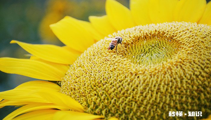 蜜蜂的特点 蜜蜂的特点和精神