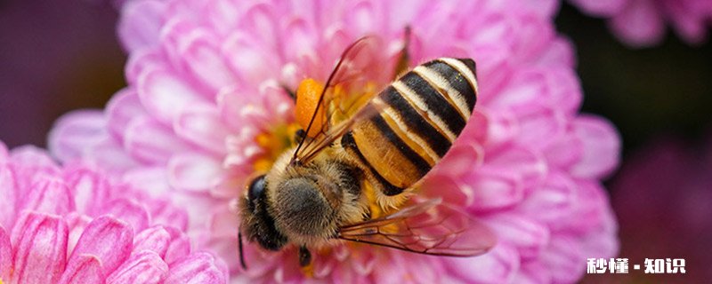 蜜蜂的特点 蜜蜂的特点和精神