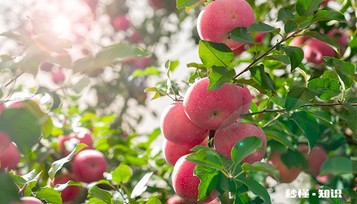 苹果是什么颜色的 苹果十四的颜色