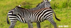 斑马吃什么 斑马吃什么草