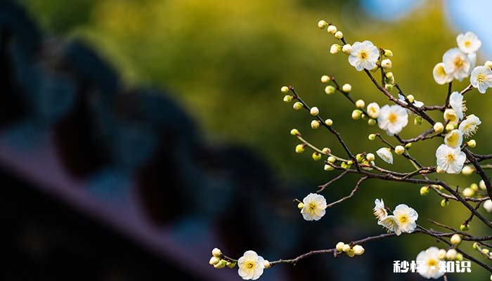 植物传播种子的方法 植物传播种子的方法很多,除了靠人的采摘以外