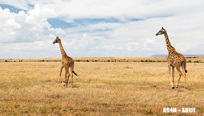 长颈鹿为什么不能躺下 长颈鹿为什么不能摔倒