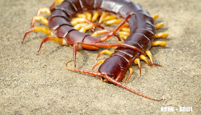 蜈蚣属于昆虫类的吗 蜈蚣属不属于昆虫类
