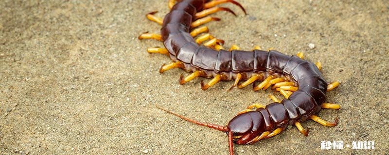 蜈蚣属于昆虫类的吗 蜈蚣属不属于昆虫类