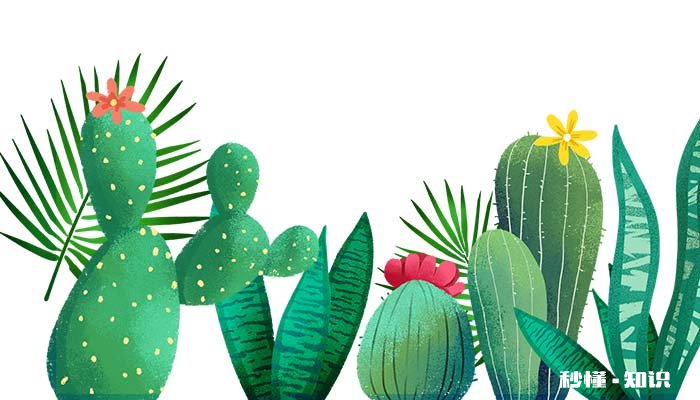 虎皮兰用什么土养殖最好 虎皮兰的养殖用什么土