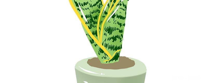 虎皮兰用什么土养殖最好 虎皮兰的养殖用什么土