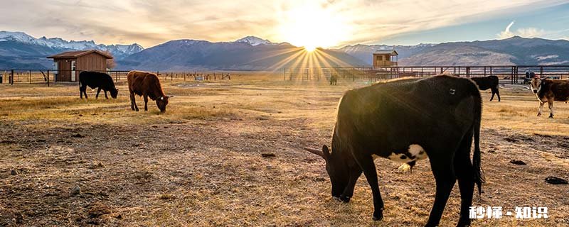 欲钱买富得流油的动物 欲钱买富得流油的动物是什么生肖