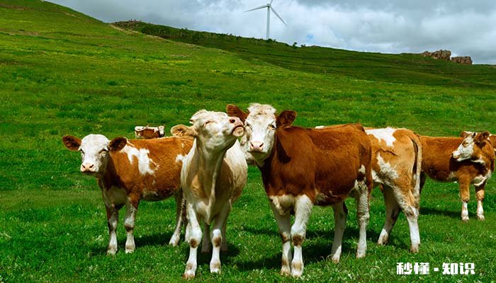 欲钱买富得流油的动物 欲钱买富得流油的动物是什么生肖