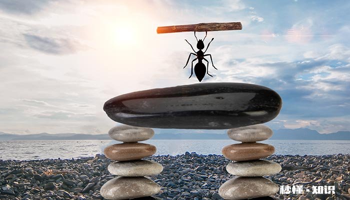 蚂蚁洞为什么是天然的指南针 蚂蚁窝为什么是天然水泥