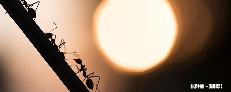 蚂蚁洞为什么是天然的指南针 蚂蚁窝为什么是天然水泥