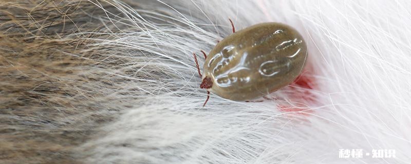 潮虫咬人吗 潮虫咬不咬人