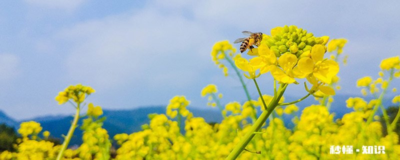 蜜蜂蛰了用牙膏行吗 被蜜蜂蛰了擦牙膏有用吗