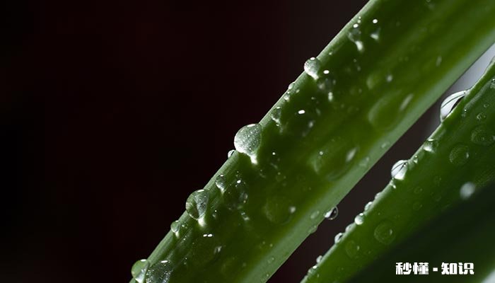 芦荟为什么太阳晒后会发黄 芦荟为什么不能见太阳