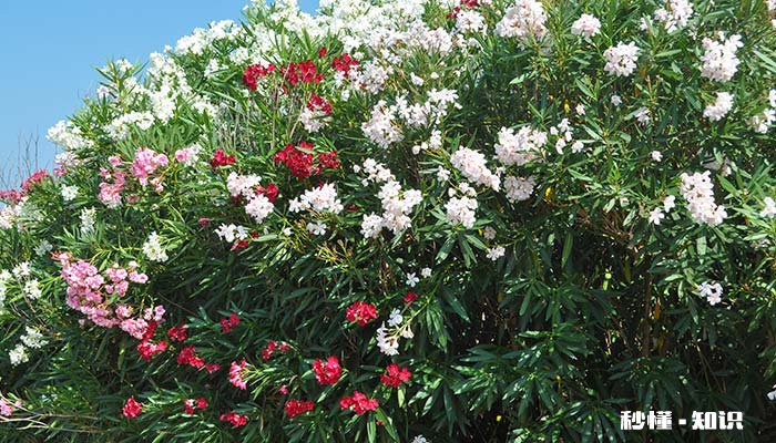 夹竹桃的叶子的乳汁是否有毒 夹竹桃乳汁有毒吗