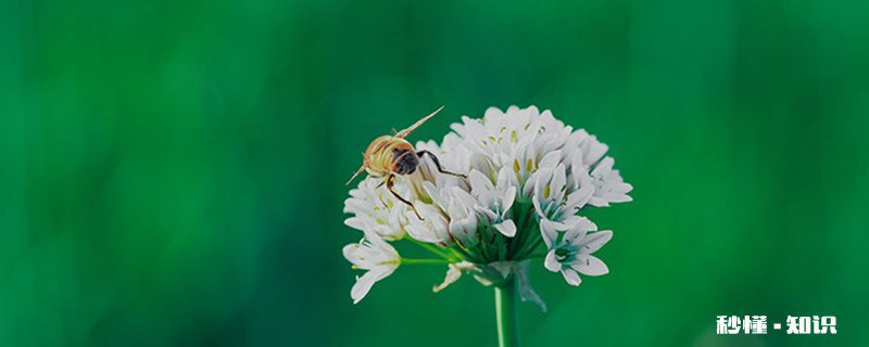 蜜蜂冬季喂糖技巧 熬糖水喂蜜蜂的技巧