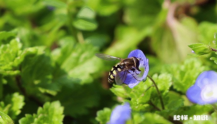 蜜蜂冬季喂糖技巧 熬糖水喂蜜蜂的技巧