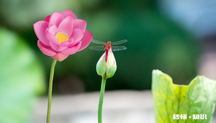 蜻蜓的特点是什么 蜻蜓的特点是什么关键词