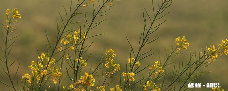 介花籽是什么植物 芍药花籽是什么样子的