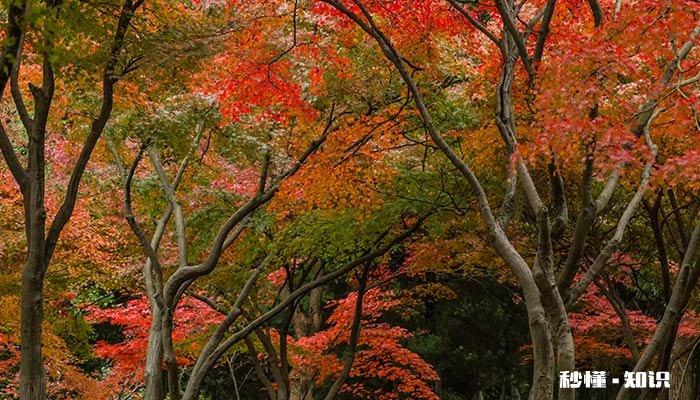 霜降时节小动物们的变化 霜降时节人们有什么变化