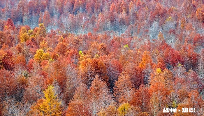 霜降下雨有什么说法 霜降前下霜有什么说法