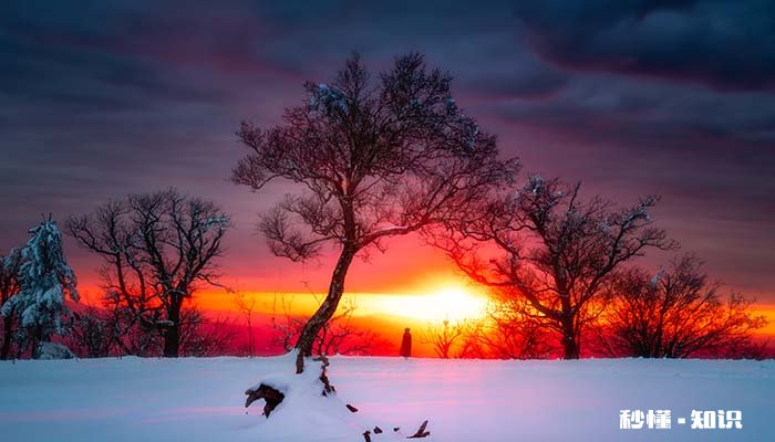红枫叶子干枯 红枫叶子图片