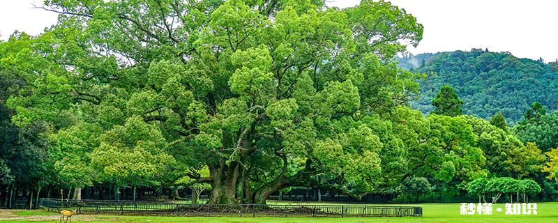 植物黄油到底能不能吃 网上的黄油到底能不能买