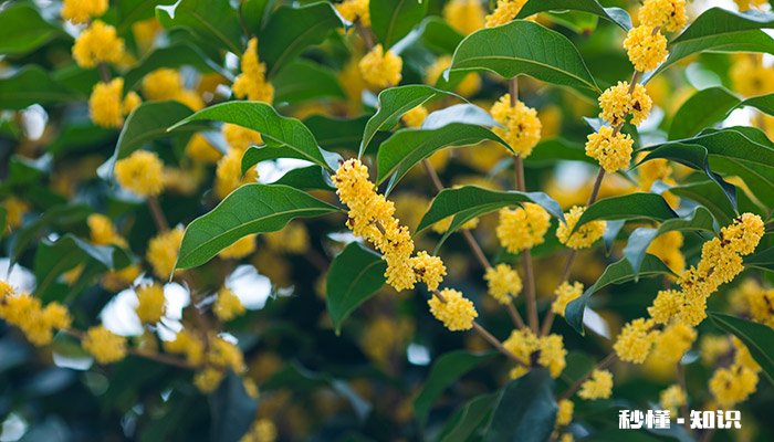 霜降后的温度 霜降后的温度纸嫁衣