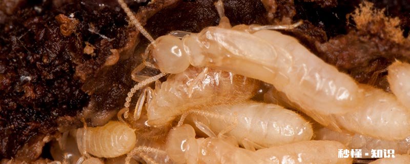 夏天飞蚂蚁怎么消除 夏天很多会飞的蚂蚁