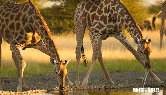 长颈鹿的尾巴像什么 长颈鹿的尾巴像什么,有什么作用