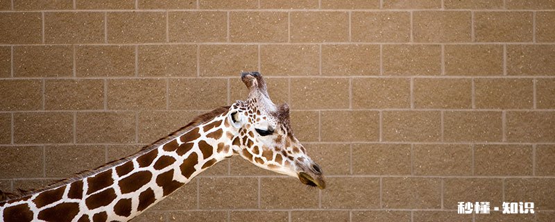 长颈鹿的尾巴像什么 长颈鹿的尾巴像什么,有什么作用