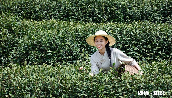 什么是茶道 什么是茶道