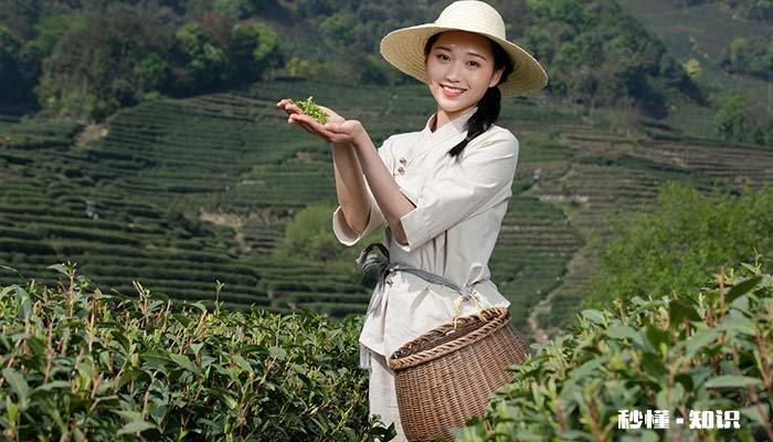 黄山毛峰是什么茶 黄山毛峰2022新茶价格