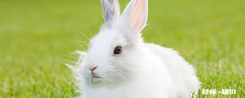 光天化日是什么动物 光天化日拉着牛是什么动物