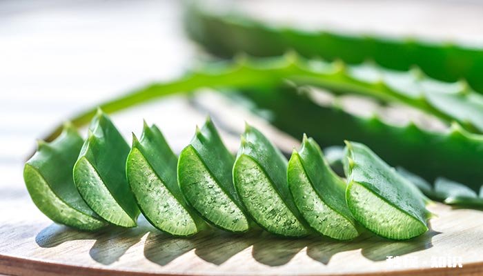 芦荟可否水养 芦荟能用水养吗