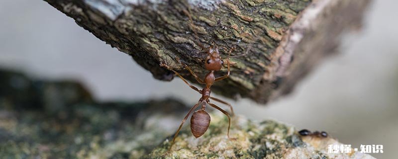 野外防蚂蚁最有效的方法 怎样防蚂蚁最有效的方法