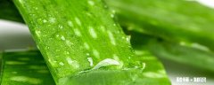 芦荟算花吗 芦荟算发物吗