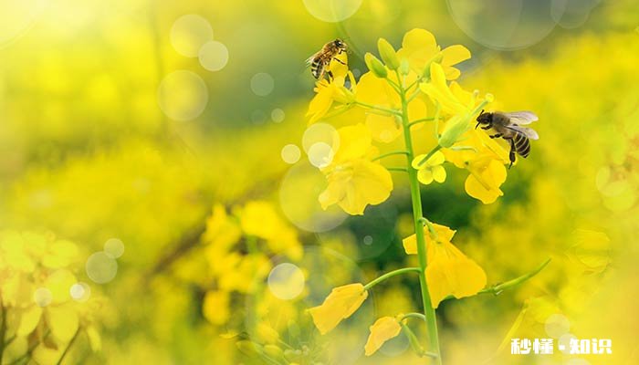 怎样引蜜蜂进蜜蜂箱 怎样赶走蜜蜂巢的蜜蜂