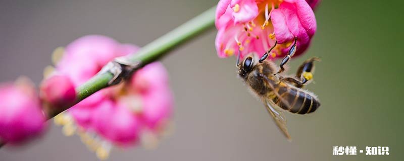 怎样引蜜蜂进蜜蜂箱 怎样赶走蜜蜂巢的蜜蜂