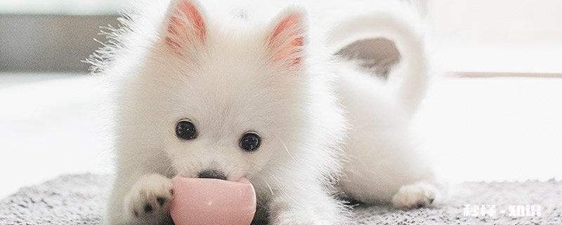 狗狗吃土是为什么 狗狗为啥要吃土