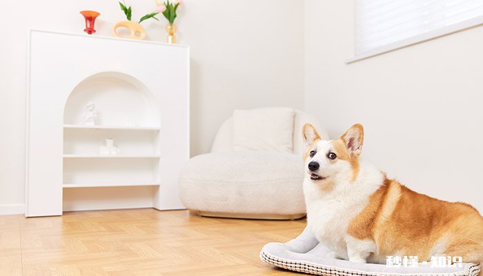 狗狗吃土是为什么 狗狗为啥要吃土