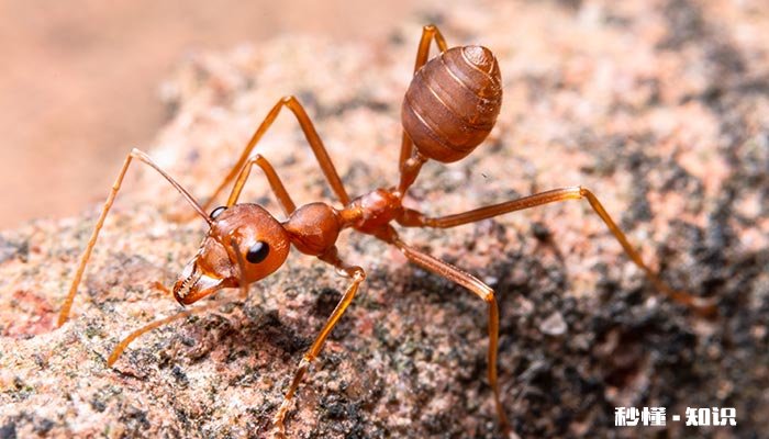 家有红蚂蚁说明了什么 红蚂蚁进家预示什么